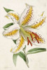 Lily Poster Print by  James Andrews - Item # VARPDX265865