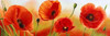 Poppies in the wind Poster Print by Luca Villa - Item # VARPDX4LC502
