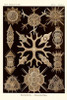 Haeckel Nature Illustrations: Spumellaria - Sepia Tint Poster Print by  Ernst Haeckel - Item # VARPDX449742