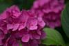 Pink Hydrangeas V Poster Print by Rita Crane - Item # VARPDXPSCRN526