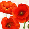 Poppies I Poster Print by Luca Villa - Item # VARPDX1LC1781