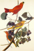 Summer Red Bird Poster Print by  John James Audubon