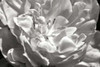 Fancy Flower I Poster Print by Alan Hausenflock - Item # VARPDXPSHSF1423