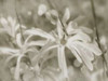 Star Magnolias I Poster Print by Amy Melious - Item # VARPDXMEL457