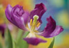 Purple Tulip I Poster Print by Lee Peterson - Item # VARPDXPSPSN248