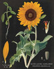 Sunflower Chart Poster Print by Sue Schlabach - Item # VARPDX17626