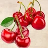 Cherries Poster Print by Remo Barbieri - Item # VARPDX1RM2656