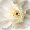 Peony Praise Poster Print by Rebecca Swanson - Item # VARPDXS752D