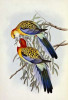 Eastern Rosella Poster Print by  John Glover - Item # VARPDX266417