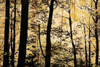 Golden Wood Poster Print by Lily Nicole - Item # VARPDXCC3280