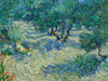 Olive Orchard Poster Print by Vincent Van Gogh - Item # VARPDX3VG1542