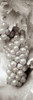 Grapes Pano - 5 Poster Print by Alan Blaustein