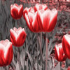 Red Tulips II Poster Print by Emily Navas - Item # VARPDX7968E
