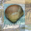 Tranquil Shell Poster Print by Todd Williams - Item # VARPDXTWM027