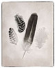 Feather Group I BW Poster Print by Debra Van Swearingen - Item # VARPDX23450