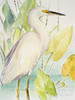 Snowy Egret Poster Print by Lanie Loreth - Item # VARPDX9782