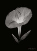 Morning Glory II Poster Print by Vitaly Geyman - Item # VARPDXPSVIT213