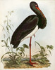 Black Stork Poster Print by  John Prideaux Selby - Item # VARPDX268529