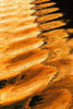 Golden Reflection II Poster Print by Kathy Mahan - Item # VARPDXPSMHN258