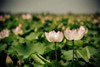 Lotus Flowers I Poster Print by Erin Berzel - Item # VARPDXPSBZL600