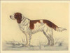 Hunting Dogs-Spaniel Poster Print by Andres Collot - Item # VARPDXCC2712