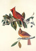 Cardinal Grosbeak Poster Print by  John James Audubon - Item # VARPDX198040