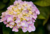 Hydrangeas I Poster Print by Karyn Millet - Item # VARPDXPSMLT240