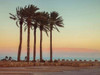 Palm trees on beach of Dead sea, Israel Poster Print by  Assaf Frank - Item # VARPDXAF20131223079