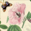 Hibiscus Poster Print by Louis van Houtte