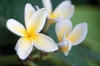 Plumeria II Poster Print by Erin Berzel - Item # VARPDXPSBZL276