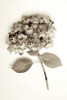 Garden Bloom - 2 Poster Print by Alan Blaustein - Item # VARPDXABLF201