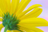 Sunflower Macro I Poster Print by Kathy Mahan - Item # VARPDXPSMHN455
