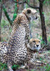 Cheetah IV Poster Print by Dana Underdahl - Item # VARPDXPSUND131