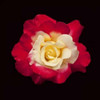 Red and White Rose Poster Print by Lee Peterson - Item # VARPDXPSPSN243