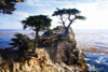 Lone Cypress II Poster Print by Alan Hausenflock - Item # VARPDXPSHSF612