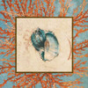 Coral Medley Shell II Poster Print by Lanie Loreth - Item # VARPDX8599D