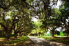 Charleston Oaks III Poster Print by Alan Hausenflock - Item # VARPDXPSHSF389