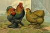 Chickens: Partridge Cochins Poster Print by  Lewis Wright - Item # VARPDX454839