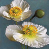 Poppy Parfait I Poster Print by Janel Pahl - Item # VARPDXPLP136