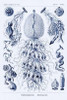 Haeckel Nature Illustrations: Siphoneae Hydrozoa - Dark Blue Tint Poster Print by  Ernst Haeckel - Item # VARPDX449765