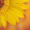 http://c328301.r1.cf1.rackcdn.com/PDXGA0100041LARGE.jpg