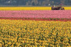 Tractor and Tulips I Poster Print by Dana Styber - Item # VARPDXPSSTY193