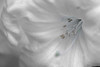 White Rhodies II Poster Print by Rita Crane - Item # VARPDXPSCRN359