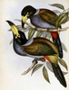 Hooded Hill Toucan Poster Print by  John Glover - Item # VARPDX277766