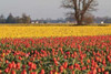 Yellow and Orange Tulips I Poster Print by Dana Styber - Item # VARPDXPSSTY207