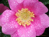 Flower After Rain II Poster Print by Jim Christensen - Item # VARPDXPSCRS184