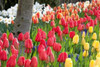 Tulip Bed I Poster Print by Dana Styber - Item # VARPDXPSSTY219