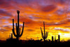 October Sunset Poster Print by Douglas Taylor - Item # VARPDXPSTLR143