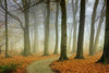 Misty Twisty Poster Print by Lars Van de Goor - Item # VARPDXV517D