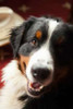 Ranch Dog Poster Print by Karyn Millet - Item # VARPDXPSMLT145
